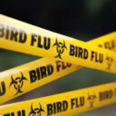 birds-flu