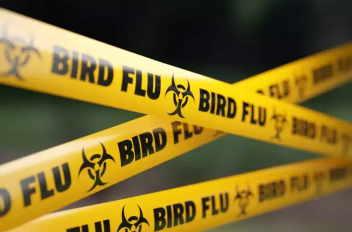 Lap ba ïoh pang khlam ‘Bird Flu’ ki miaw ha Poland birds-flu