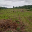 lapangap