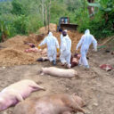 african-swine-fever