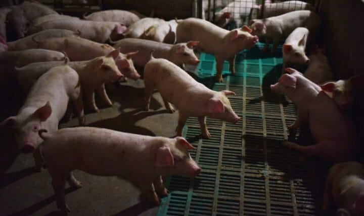 african-swine-flu