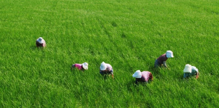 Yn ïoh jingkyrshan ki nongrep ka Tripura na ka skhim PM-KISAN nongrep-ha-tripura