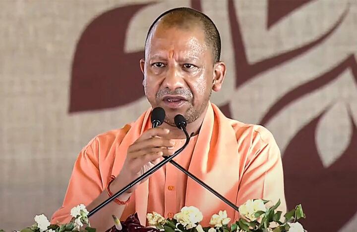 yogi