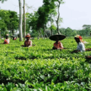 nongep-slasha-ha-assam