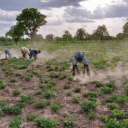 nongrep-ha-arunachal