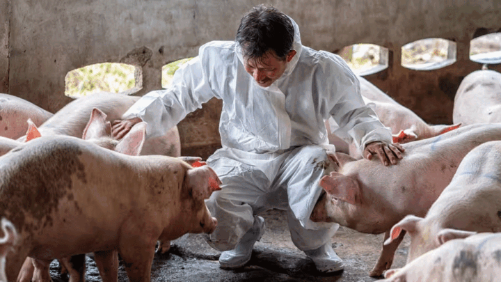 Sdang pur ka jingpang ki sniang ha Papum Pare, khang ka sorkar AP ban shalan bad bam doh sniang swine-flu