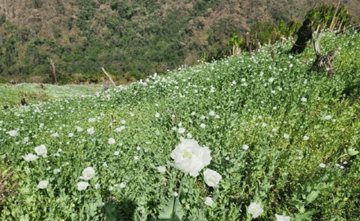 poppy-ha-manipur