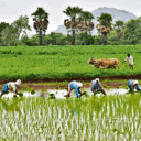 nongrep-ha-telangana