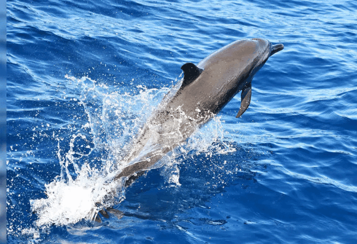 dolphin