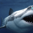 shark