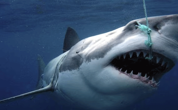 shark