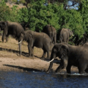 botswana